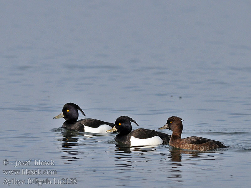 Tufted Duck Reiherente Cekulpile Aythya fuligula