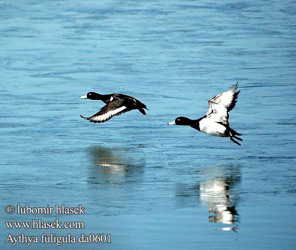 Moretta Cekulpile Aythya fuligula Tufted Duck Reiherente