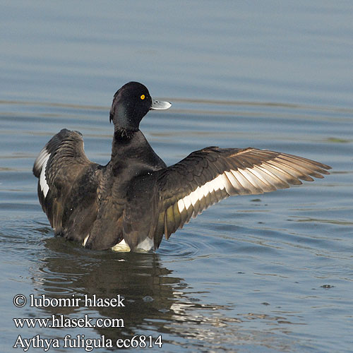 Cekulpile Aythya fuligula Tufted Duck Reiherente