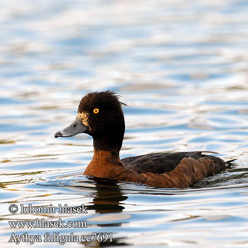 Cekulpile Aythya fuligula Tufted Duck Reiherente