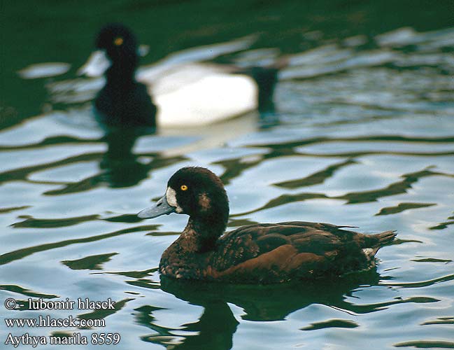 Aythya marila Greater Scaup Bjergand Lapasotka