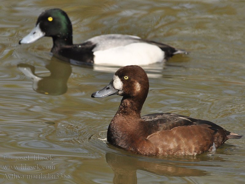 Karabaş patka צולל ימי Aythya marila Greater Scaup