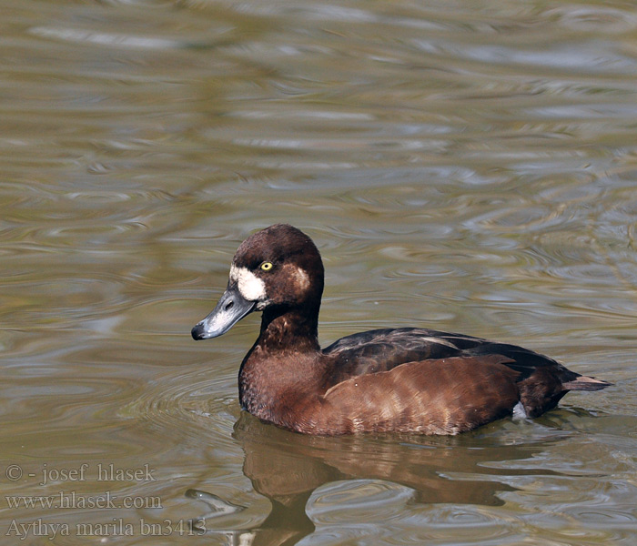 Greater Scaup Bjergand Lapasotka Fuligule milouinan