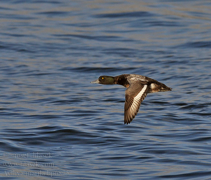 Aythya marila Greater Scaup Bjergand Polk kaholka