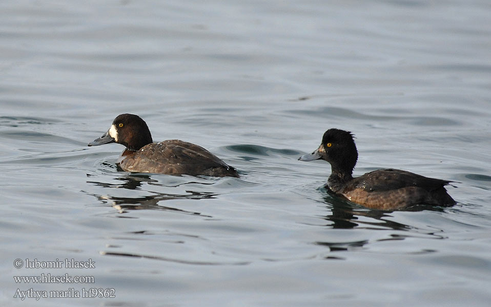 Aythya marila Greater Scaup Bjergand Polk kaholka