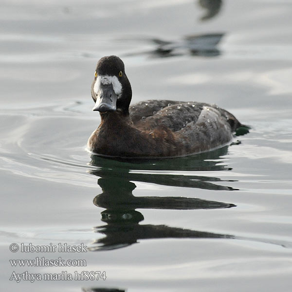 Aythya marila Greater Scaup Bjergand Polk kaholka