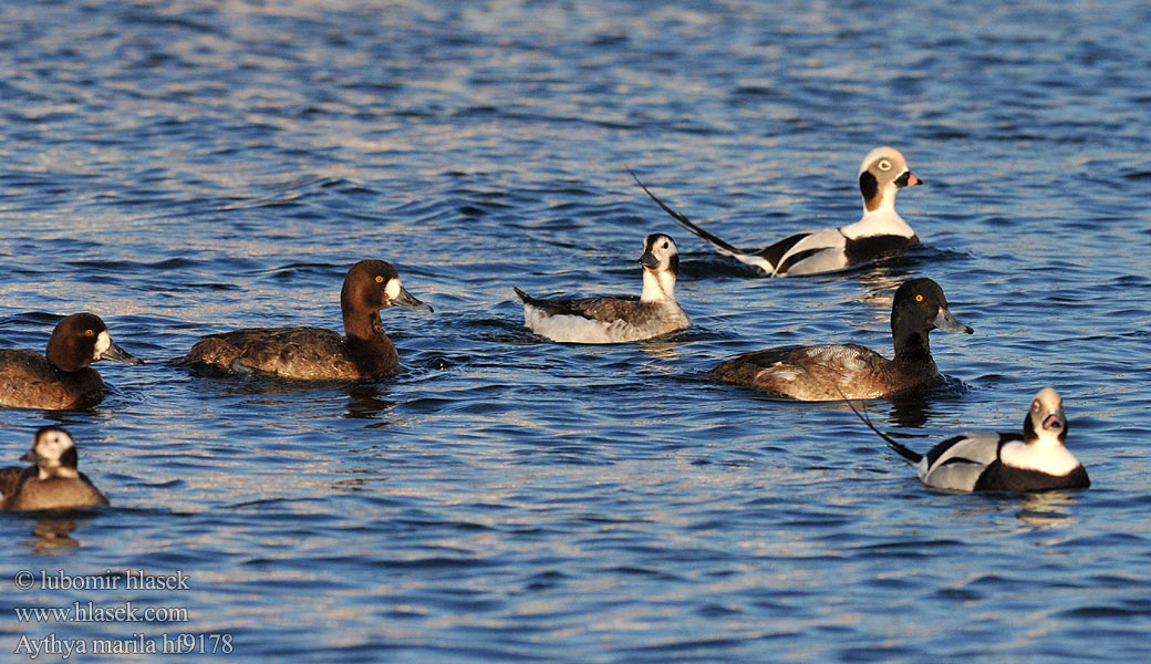 Aythya marila Greater Scaup Bjergand Polk kaholka