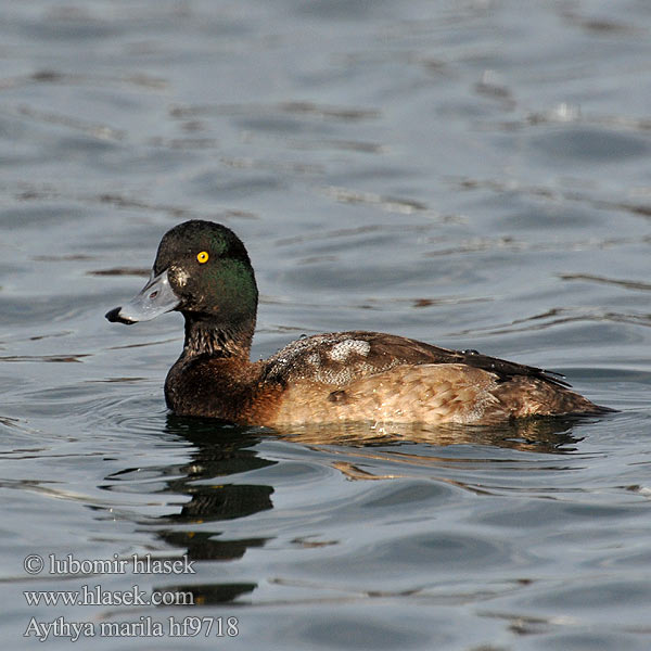 Aythya marila Greater Scaup Bjergand Polk kaholka