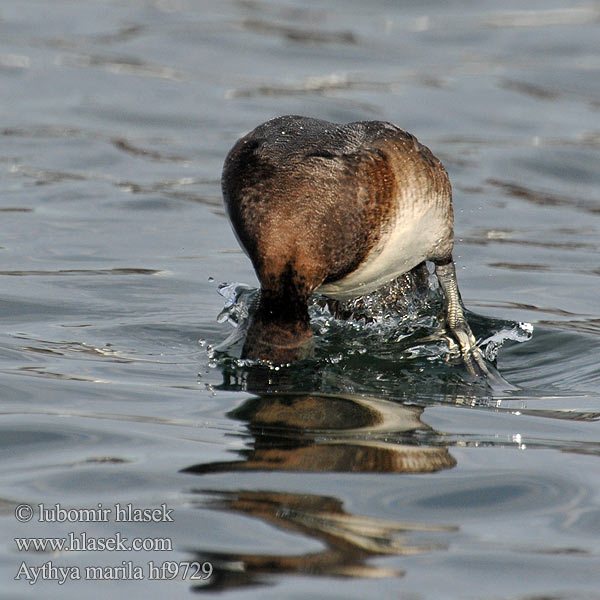 Aythya marila Greater Scaup Bjergand Polk kaholka