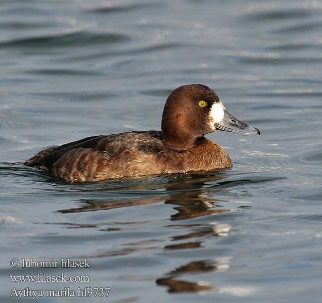 Aythya marila Greater Scaup Bjergand Polk kaholka