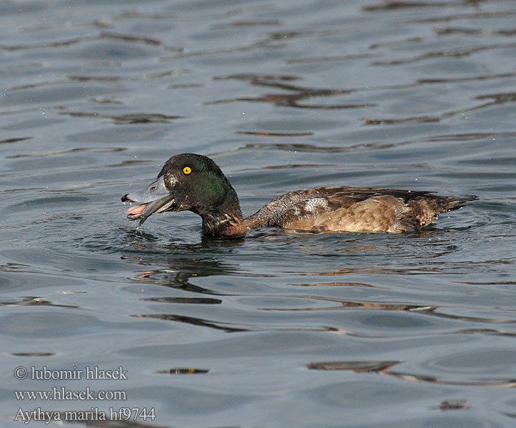 Aythya marila Greater Scaup Bjergand Polk kaholka