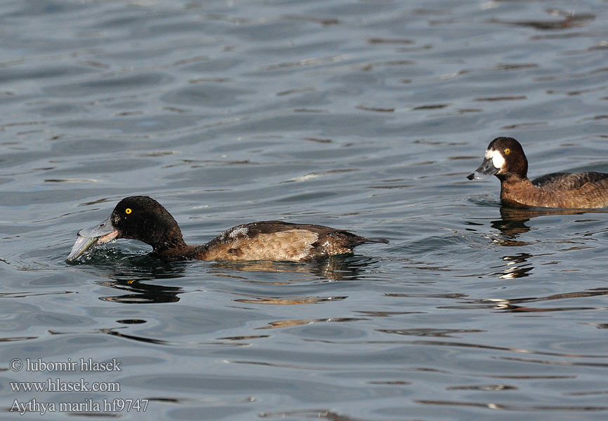 Aythya marila Greater Scaup Bjergand Polk kaholka