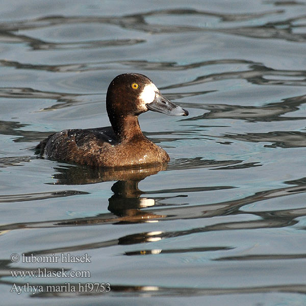 Aythya marila Greater Scaup Bjergand Polk kaholka