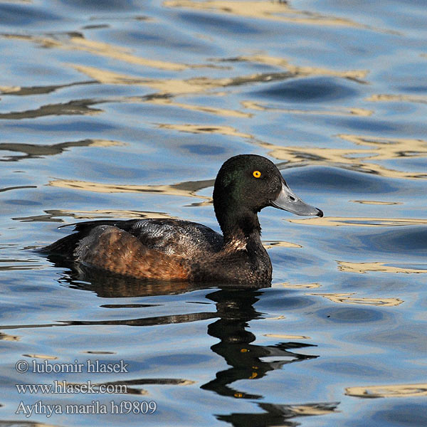 Aythya marila Greater Scaup Bjergand Polk kaholka