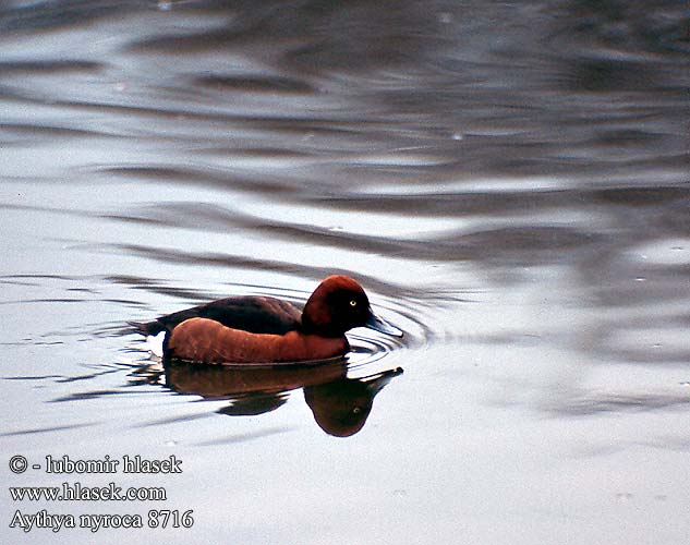 Aythya nyroca 8716 UK: Ferruginous Duck DK: Hvidøjet and FI: Ruskosotka FR: Fuligule nyroca NL: Witoogeend IT: Moretta tabaccata HU: Cigányréce DE: Moorente PL: Podgorzałka SK: Chochlačka bielooká CZ: Polák malý ES: Porrón Pardo SE: Vitögd dykand CN: 白眼潛鴨 RU: Белоглазая чернеть JP: メジロガモ AR: البط الصدئي GR: Βαλτόπαπια PT: Zarro-castanho UO: Білоока чернь TR: Pasbaş Patka HE: צולל ביצות