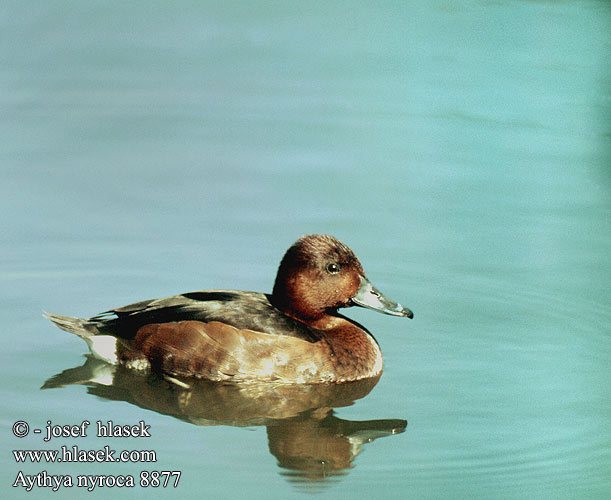 Aythya nyroca Ferruginous Duck Hvidøjet and Ruskosotka Fuligule nyroca Witoogeend Moretta tabaccata Cigányréce Moorente Podgorzałka Chochlačka bielooká Polák malý Porrón Pardo Vitögd dykand 白眼潛鴨 Белоглазая чернеть メジロガモ البط الصدئي Βαλτόπαπια Zarro-castanho Білоока чернь Pasbaş Patka צולל ביצות