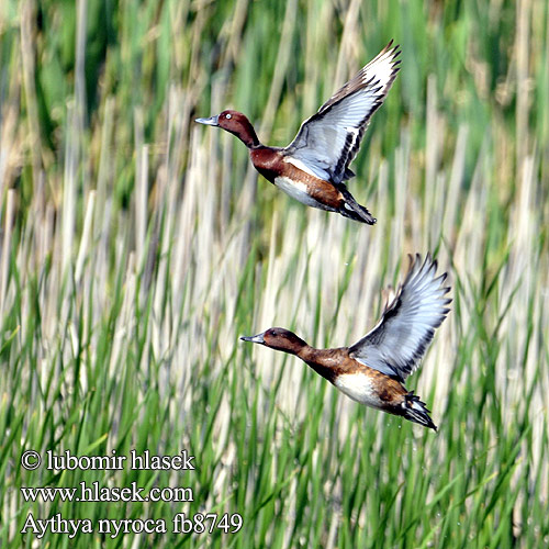 Білоока чернь Pasbaş Patka צולל ביצות Aythya nyroca Ferruginous Duck Hvidøjet and Ruskosotka Fuligule nyroca Witoogeend Moretta tabaccata Cigányréce Moorente Podgorzałka Chochlačka bielooká Polák malý Porrón Pardo Vitögd dykand 白眼潛鴨 Белоглазая чернеть メジロガモ البط الصدئي Βαλτόπαπια Zarro-castanho