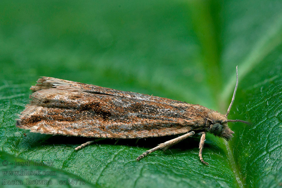 Bactra lacteana