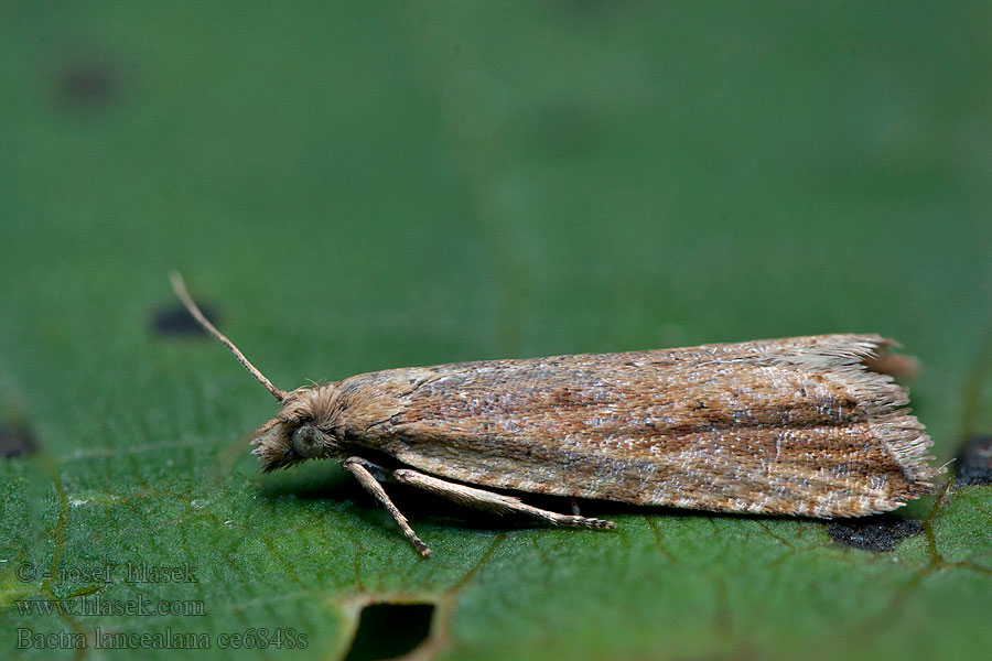 Bactra lancealana