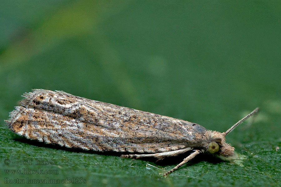 Bactra lancealana Tågvecklare