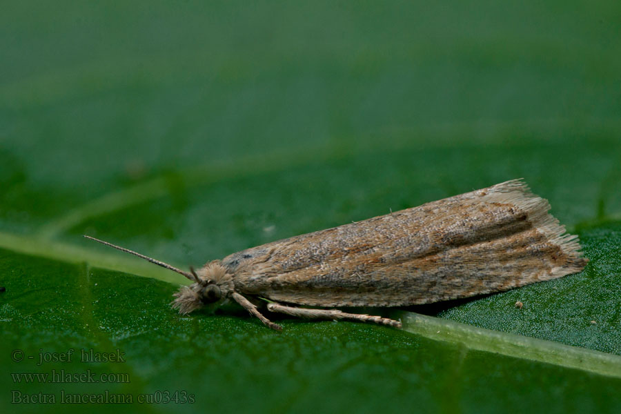 Bactra lancealana