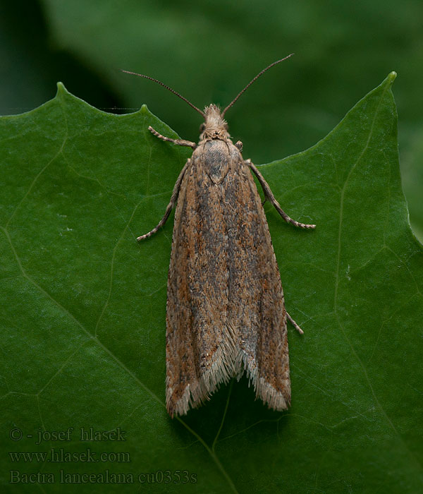 Bactra lancealana