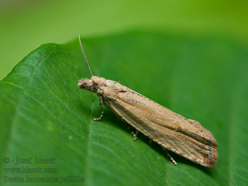 Bactra lancealana