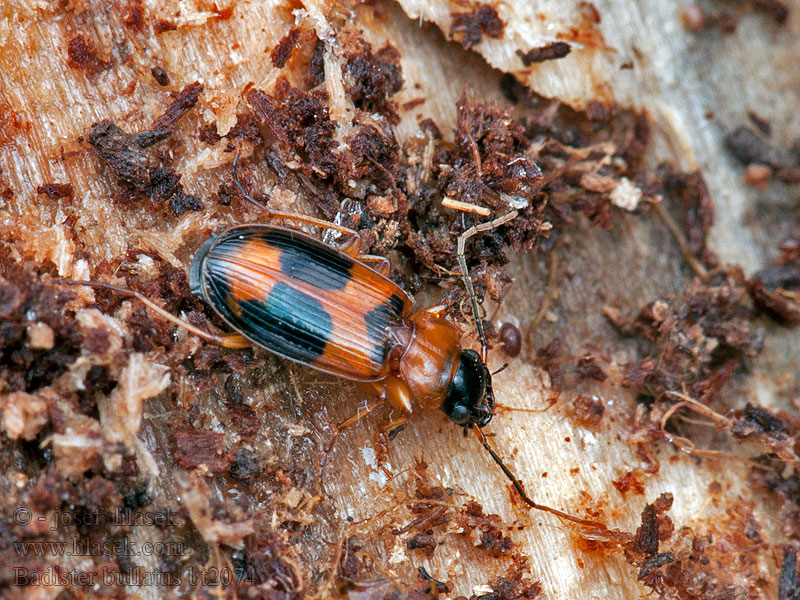 Badister bullatus Poutník dvojskvrnný Zweifarbiger Wanderkäfer