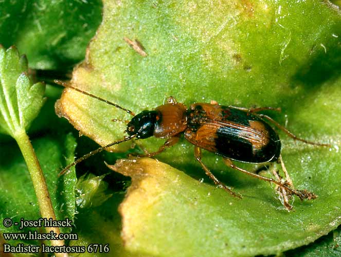 Badister lacertosus 6716