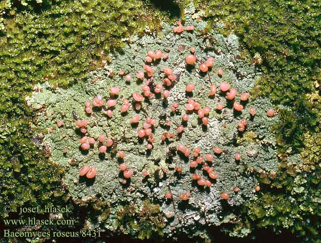 Baeomyces roseus Rosenrod Svampelav Baeomros Rosa Köpfchenflechte