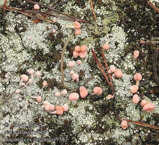 Baeomyces roseus Dibaeis baeomyces Беомицес розовый