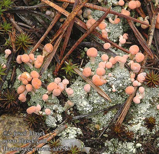 Rosenrød Svampelav Baeomros Rosa Köpfchenflechte Malohubka růžová