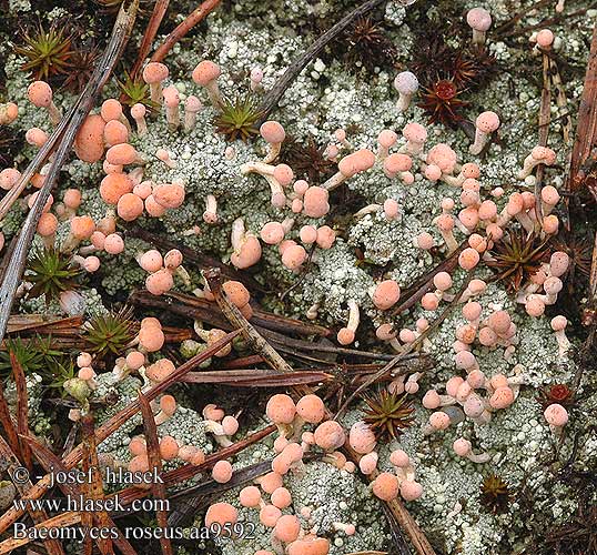 Malohubka růžová Baeomyces roseus Dibaeis baeomyces Беомицес розовый