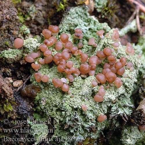 Brown-beret lichen Braunköpfchenflechte Vanlig køllelav