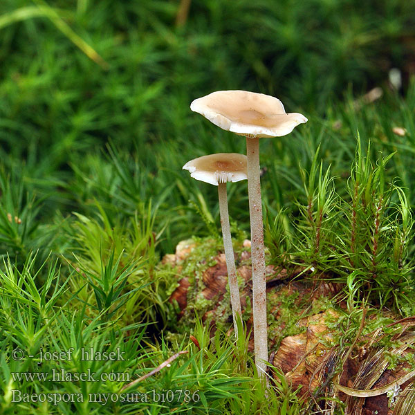 Baeospora myosura bi0786