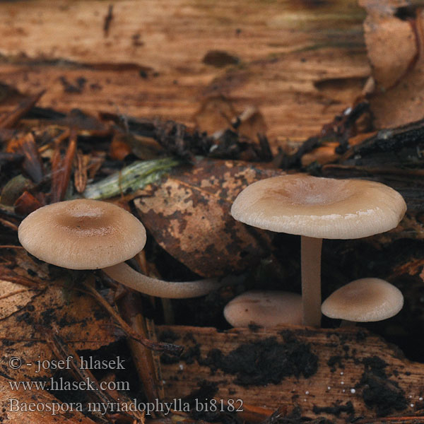 Baeospora myriadophylla Penízečka liláková