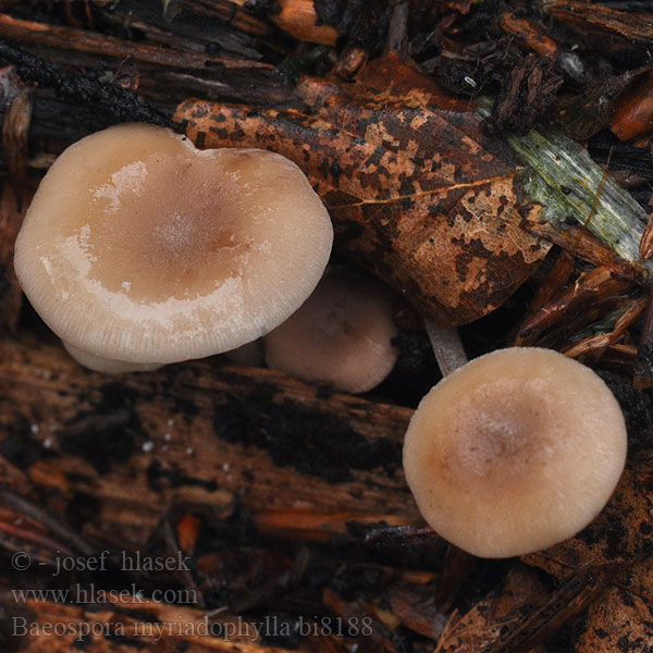 Baeospora myriadophylla bi8188