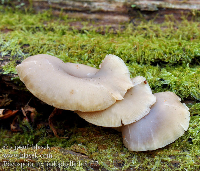 Baeospora myriadophylla bi8427