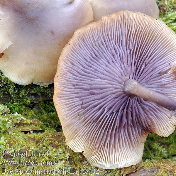 Baeospora myriadophylla bi8442