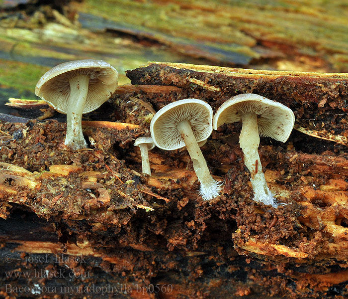 Baeospora myriadophylla bp0560