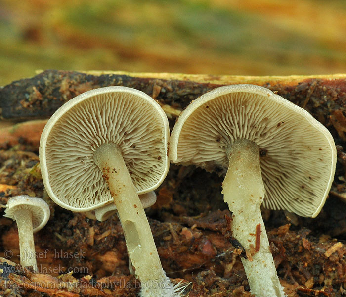 Tätskivingen Tätskivling Baeospora myriadophylla