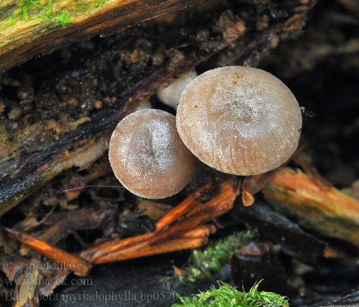 Baeospora myriadophylla bp0570