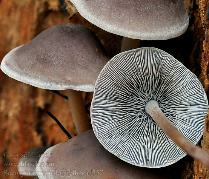 Baeospora myriadophylla