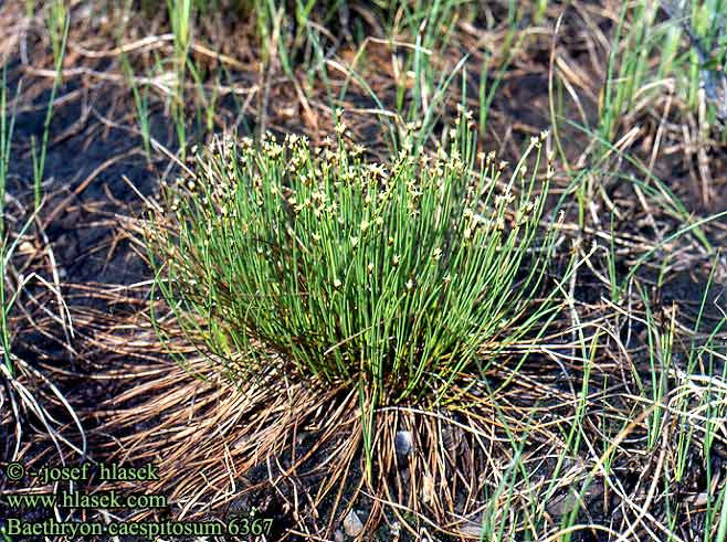 Baethryon caespitosum Tufted Alpine bulrush Tupasluikka