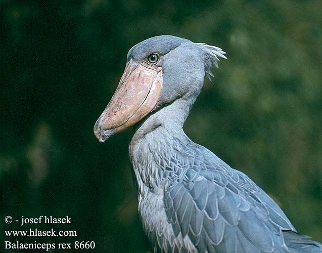 Balaeniceps rex Shoebill stork Træskonæb treskonebb