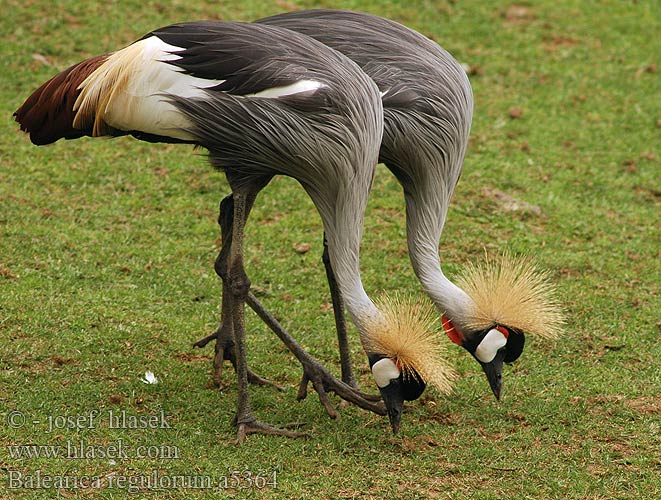 Balearica regulorum pavonina Grey Crowned Crane Jeřáb královský