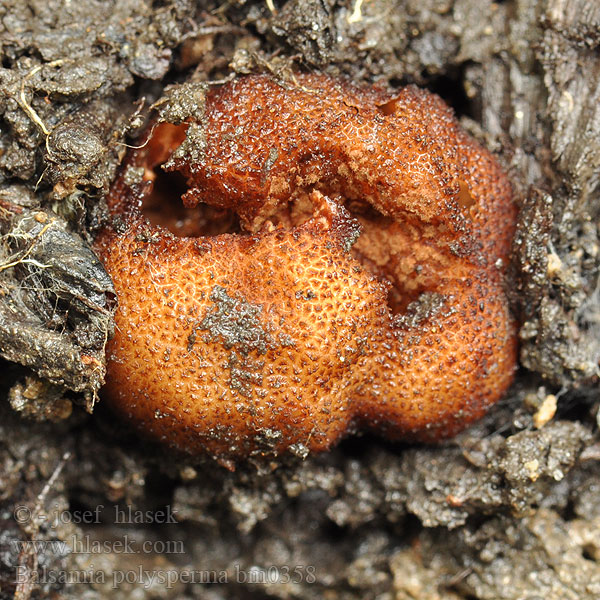 Balsamia polysperma Balsamovka mnohovýtrusá Erdbeerförmige Balsamia