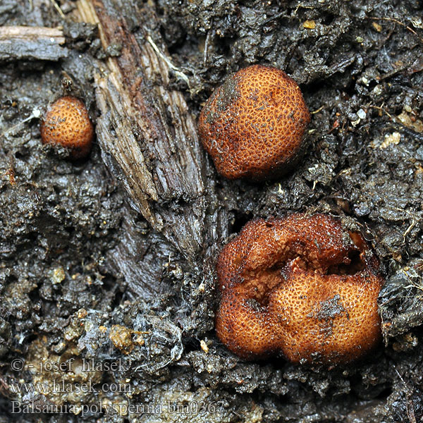 Balsamia polysperma Balsamovka mnohovýtrusá Erdbeerförmige Balsamia
