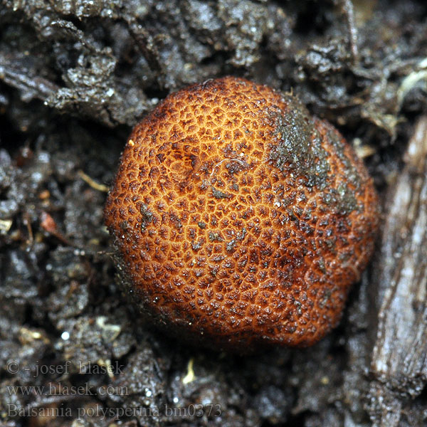 Balsamia polysperma Balsamovka mnohovýtrusá