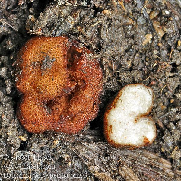 Erdbeerförmige Balsamia polysperma